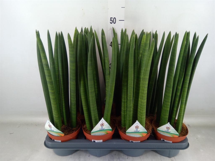 <h4>Sansevieria cyl.  ...</h4>