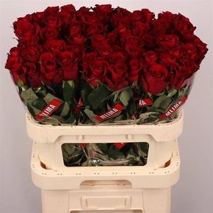 R Gr Ever Red Extra Mlima