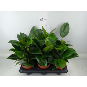 Philodendron  'Green Princess'
