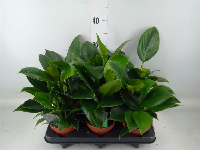 <h4>Philodendron 'Green Princess'</h4>