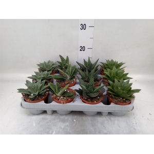 Aloe   ...mix
