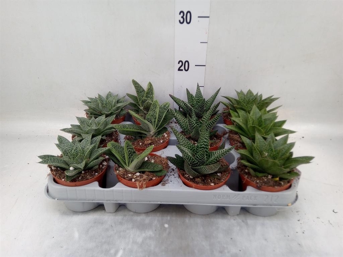<h4>Aloe   ...mix</h4>