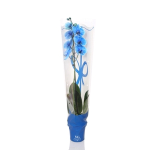 Phal I Am Blue 1T9+ in Blauwe sierhoes