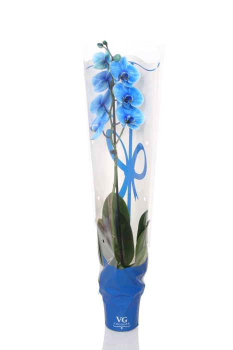<h4>Phal I Am Blue 1T9+ in Blauwe sierhoes</h4>