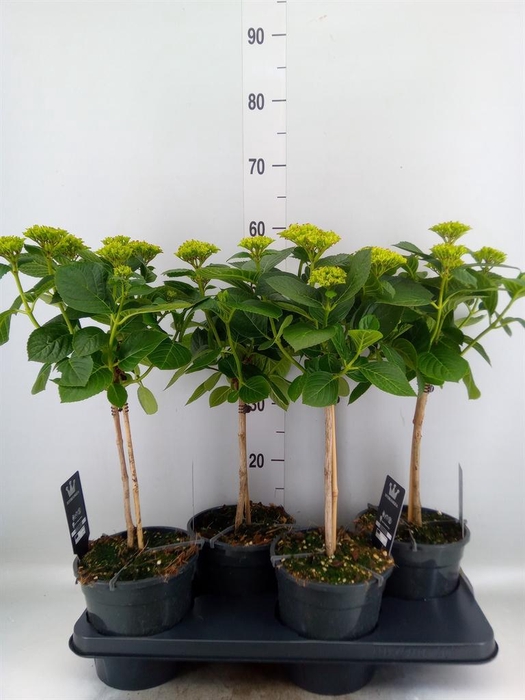 <h4>Hydrangea mac.   ...</h4>