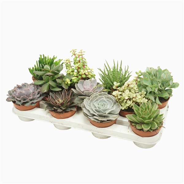 <h4>Succulenten mix 10,5 cm</h4>