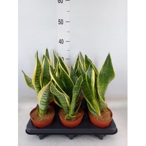 Sansevieria trifa. 'Futura Superba'