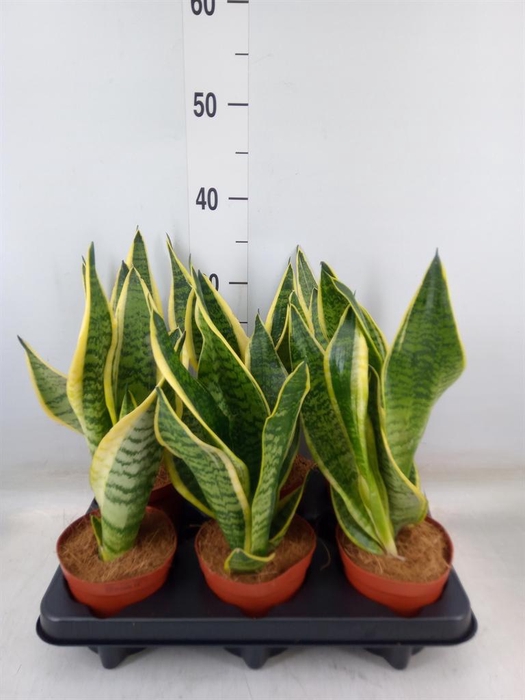 <h4>Sansevieria trifa. 'Futura Superba'</h4>
