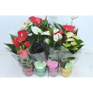 ANTHURIUM VARIADO P09