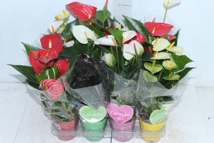 <h4>ANTHURIUM VARIADO P09</h4>