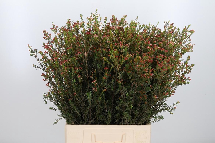 <h4>Chame Adi Bes</h4>