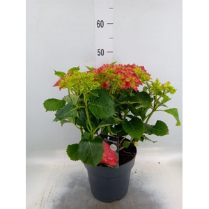 Hydrangea mac. 'Early'