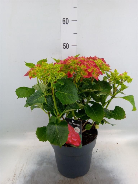 <h4>Hydrangea mac. 'Early'</h4>