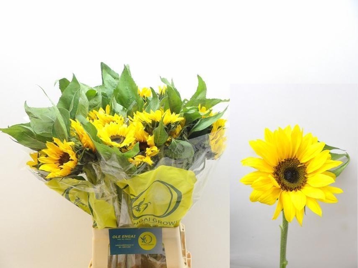 <h4>HELI SUNRICH ORANGE</h4>