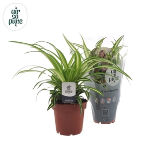 Chlorophytum Variegatum