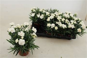<h4>DIAN S TR WHITNEY</h4>