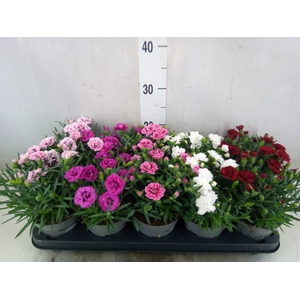Dianthus   ...mix