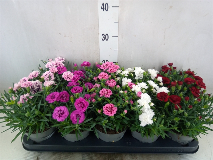 <h4>Dianthus   ...mix</h4>
