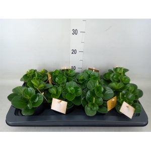 Peperomia obt. 'Obtipan'
