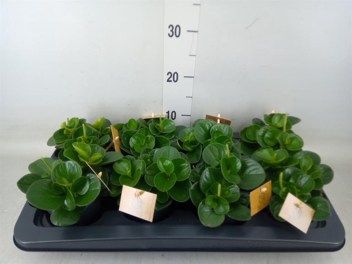 <h4>Peperomia obt. 'Obtipan'</h4>