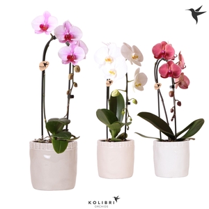 Kolibri Orchids Cascade Niagara Fall mix 1 spike in Stones pot mix