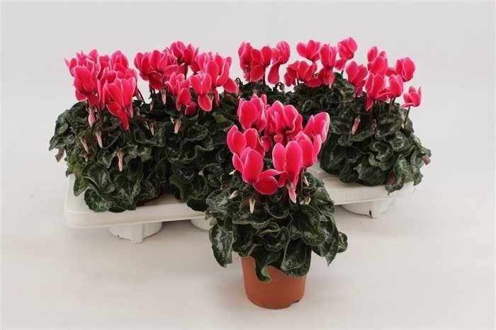 <h4>Cyclamen Fuji Neon Pink</h4>
