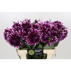 DAHLIA AIYANA*