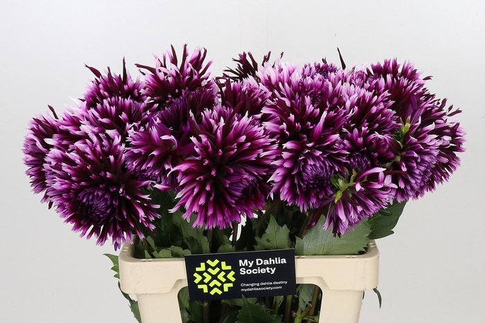 <h4>DAHLIA AIYANA*</h4>