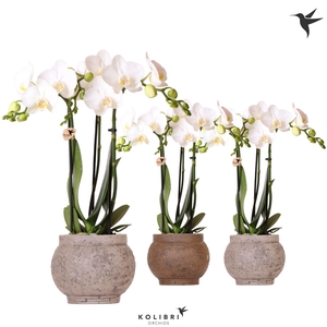 Kolibri Orchids Phalaenopsis white 3 spike in Ancient pot brown