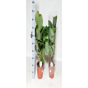 CALAT ORBIFOLIA