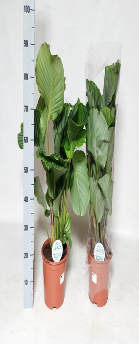<h4>CALAT ORBIFOLIA</h4>