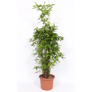 Dracaena Surculosa