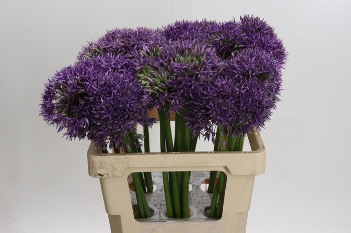 <h4>Allium Jackpot</h4>