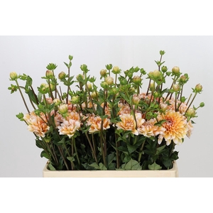 Dahlia Orange Perception