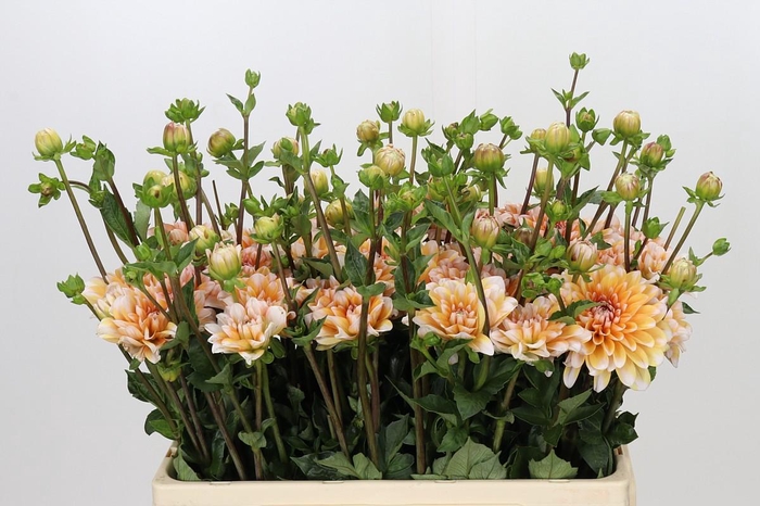 <h4>Dahlia Orange Perception</h4>