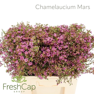 Chamelaucium Mars