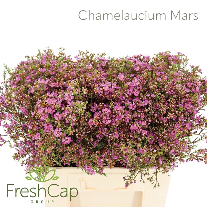 <h4>Chamelaucium Mars</h4>