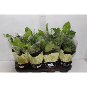 ASPLENIUM VARIADO P14