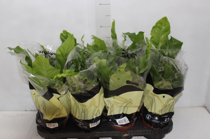 <h4>ASPLENIUM VARIADO P14</h4>