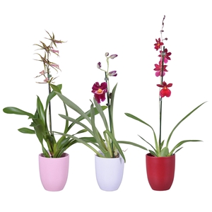 Orchideeën Gemengd 1 Tak  Keramiek