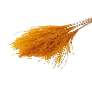 Bunch Fluffy Silver Grass 10pcs L75