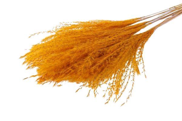 Bunch Fluffy Silver Grass 10pcs L75