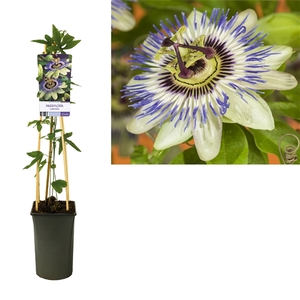 Passiflora caerulea +light label