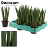 Sansevieria Cylindrica 6 cm Straight (Decorum)