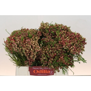 Kaaps Groen Lanuginosa Peanut