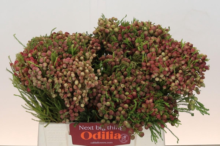 <h4>Kaaps Groen Lanuginosa Peanut</h4>