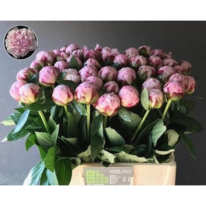 PAEO L SARA BERNHARD