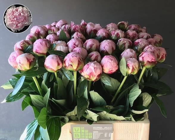 <h4>PAEO L SARA BERNHARD</h4>