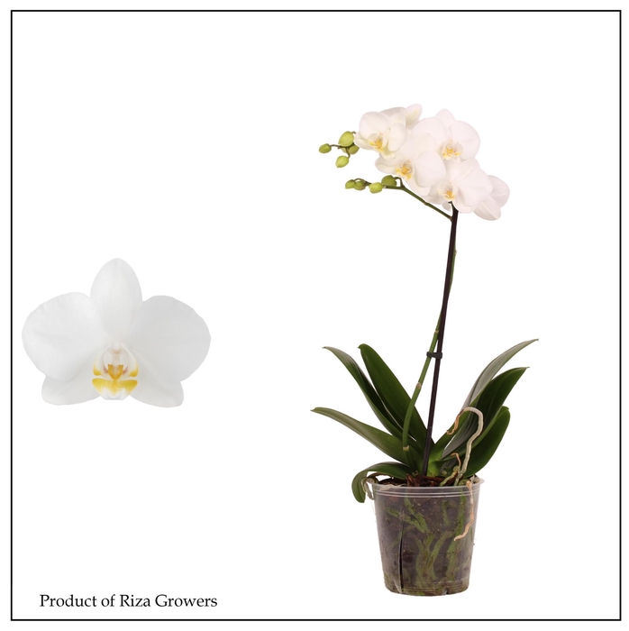 <h4>PHAL MF OV WIT</h4>