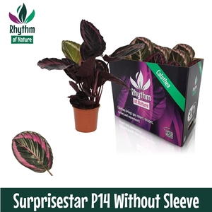 Calathea 14cm Surprisestar Rhythm of Nature zonder hoes